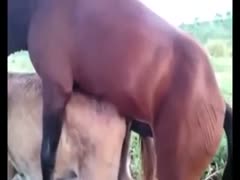 This amazing zoophilia movie of two of the largest horses fucking outside was captured by a ranch owner.
